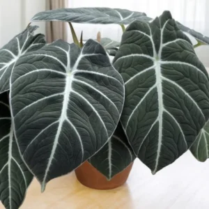 Black Velvet Alocasia Plant Live - 4 to 6 Inch Indoor/Garden Elephant Ear Plant