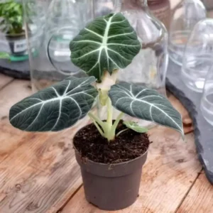 Black Velvet Alocasia Plant Live - 4 to 6 Inch Indoor/Garden Elephant Ear Plant