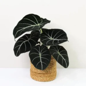 Black Velvet Alocasia Plant Live - 4 to 6 Inch Indoor/Garden Elephant Ear Plant