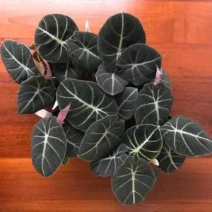 Black Velvet Alocasia Plant Live - 4 to 6 Inch Indoor/Garden Elephant Ear Plant