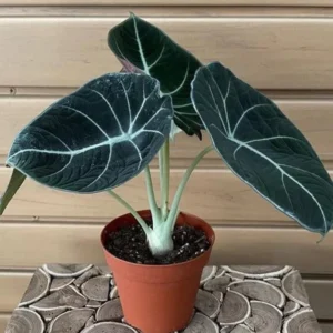 Black Velvet Alocasia Plant Live - 4 to 6 Inch Indoor/Garden Elephant Ear Plant