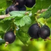 Black Velvet Gooseberry Tree - Sweet Gooseberries Plant - 8-16 Inch Height