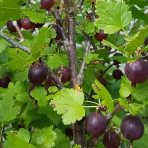 Black Velvet Gooseberry Tree - Sweet Gooseberries Plant - 8-16 Inch Height