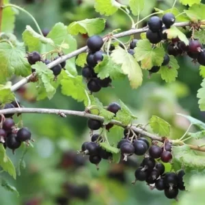 Black Velvet Gooseberry Tree - Sweet Gooseberries Plant - 8-16 Inch Height