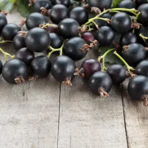Black Velvet Gooseberry Tree - Sweet Gooseberries Plant - 8-16 Inch Height