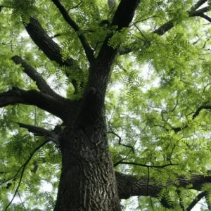 Black Walnut Tree Live Plant - 6-12 Inch Tall in 4
