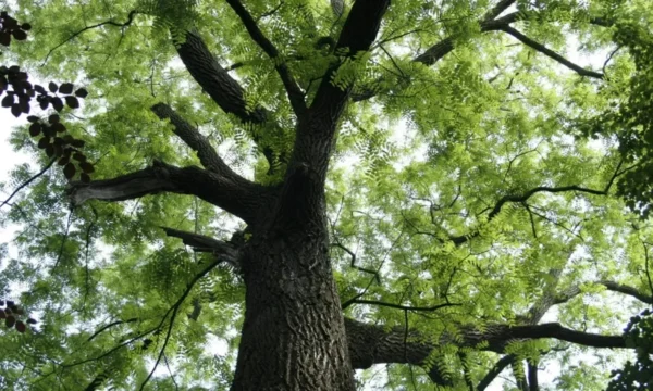 Black Walnut Tree Live Plant - 6-12 Inch Tall in 4" Pot