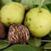 Black Walnut Tree Seeds - 20 Organic Juglans Nigra Seeds for Planting