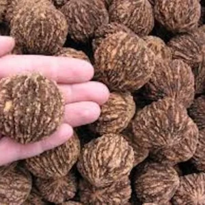 Black Walnut Tree Seeds - 20 Organic Juglans Nigra Seeds for Planting