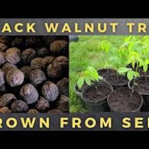 Black Walnut Tree Seeds - 20 Organic Juglans Nigra Seeds for Planting
