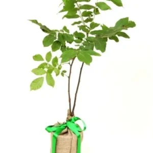 Black Walnut Trees 5-Pack - 12-18 inch Bare Root Seedlings Juglans nigra