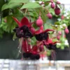 Blacky Fuchsia Plant Live Hummingbird Attracting Mother's Day Gift Flowering