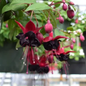 Blacky Fuchsia Plant Live Hummingbird Attracting Mother's Day Gift Flowering