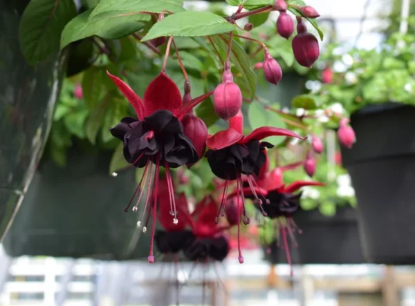 Blacky Fuchsia Plant Live Hummingbird Attracting Mother's Day Gift Flowering