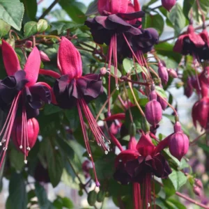 Blacky Fuchsia Plant Live Hummingbird Attracting Mother's Day Gift Flowering