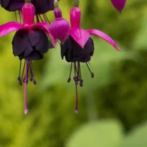 Blacky Fuchsia Plant Live Hummingbird Attracting Mother's Day Gift Flowering