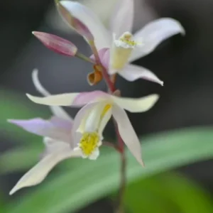 Bletilla Terracotta Princess Orchid - 3