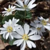 Bloodroot Live Plant Sanguinaria Canadensis - 5 Bare Root Plants - Unique Spring Wildflower
