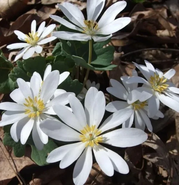 Bloodroot Live Plant Sanguinaria Canadensis - 5 Bare Root Plants - Unique Spring Wildflower