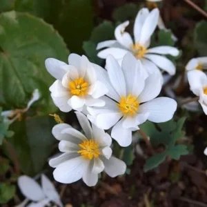 Bloodroot Live Plant Sanguinaria Canadensis - 5 Bare Root Plants - Unique Spring Wildflower