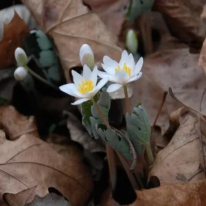 Bloodroot Live Plant Sanguinaria Canadensis - 5 Bare Root Plants - Unique Spring Wildflower