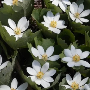 Bloodroot Live Plant Sanguinaria Canadensis - 5 Bare Root Plants - Unique Spring Wildflower