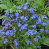 Blue Angel Forget Me Not Plant - Anchusa Capensis - 4 Inch Pot - Azure Blue Perennial