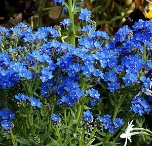 Blue Angel Forget Me Not Plant - Anchusa Capensis - 4 Inch Pot - Azure Blue Perennial