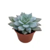 Blue Bird Succulent Plant Echeveria - 2.5 Inch Pot - Rare Succulent