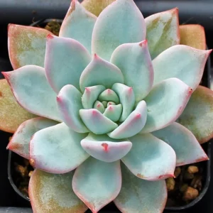 Blue Bird Succulent Plant Echeveria - 2.5 Inch Pot - Rare Succulent