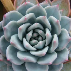 Blue Bird Succulent Plant Echeveria - 2.5 Inch Pot - Rare Succulent