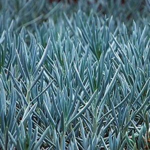 Blue Chalksticks Plant Senecio Serpens 2.5