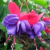 Blue Eye Fuchsia Plant Live Hummingbird Plant Mother's Day Gift Flowering