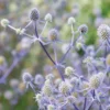 Blue Glitter Sea Holly Eryngium Plants Live - Unique Color Long Lasting Flower - Plug Size