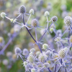 Blue Glitter Sea Holly Eryngium Plants Live - Unique Color Long Lasting Flower - Plug Size