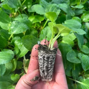 Blue Glitter Sea Holly Eryngium Plants Live - Unique Color Long Lasting Flower - Plug Size