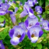 Blue Moon Torenia Fournieri Wishbone Flower Plant - Healthy Starter Plant