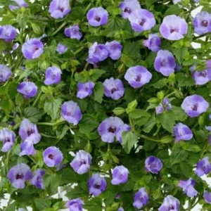 Blue Moon Torenia Fournieri Wishbone Flower Plant - Healthy Starter Plant