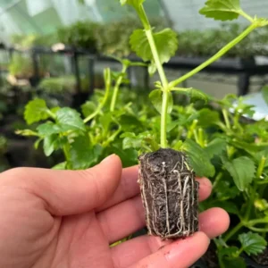 Blue Moon Torenia Fournieri Wishbone Flower Plant - Healthy Starter Plant