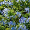 Blue Plumbago Plants - 2 Plumbago Auriculata - 4-6 Inch Tall Live Plants