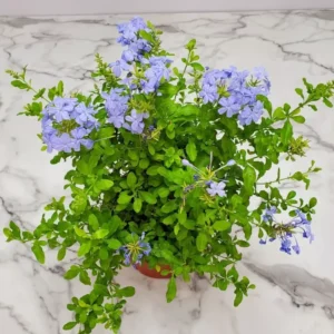 Blue Plumbago Plants - 2 Plumbago Auriculata - 4-6 Inch Tall Live Plants