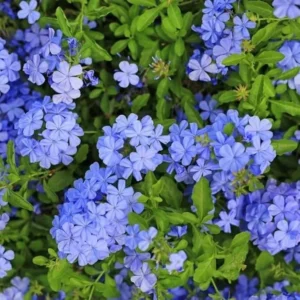 Blue Plumbago Plants - 2 Plumbago Auriculata - 4-6 Inch Tall Live Plants
