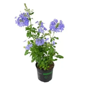 Blue Plumbago Plants - 2 Plumbago Auriculata - 4-6 Inch Tall Live Plants