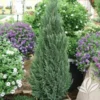 Blue Point Juniper Live Plant - 3 Gallon - Evergreen Shrub Tree - Blue Green Foliage