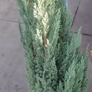 Blue Point Juniper Live Plant - 3 Gallon - Evergreen Shrub Tree - Blue Green Foliage