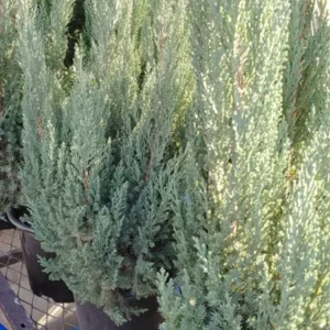 Blue Point Juniper Live Plant - 3 Gallon - Evergreen Shrub Tree - Blue Green Foliage