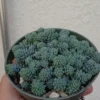 Blue Tear Sedum Cluster - Sedum Dasyphyllum Major 4" Pot - Succulent Plant