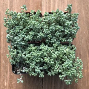 Blue Tear Sedum Cluster - Sedum Dasyphyllum Major 4