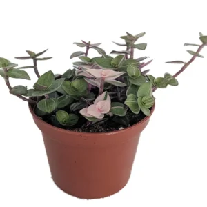 Bolivian Pink Jewel Turtle Vine - Inch Plant - 2.5 inch Pot - Colorful Foliage