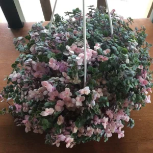 Bolivian Pink Jewel Turtle Vine - Inch Plant - 2.5 inch Pot - Colorful Foliage